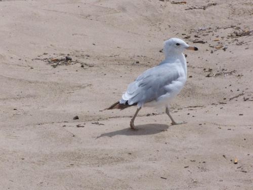 beach-038